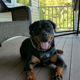 Rottweiler Puppies from Iron Clad Rottweiler