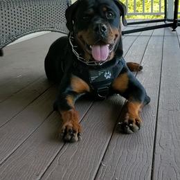 Rottweiler Puppies from Iron Clad Rottweiler