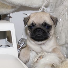 Pug Puppies from Pug Puppies of Boston