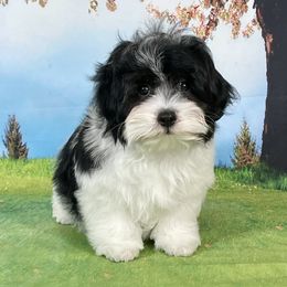 Adam - Black and white male Havanese puppy in Apopka, Florida from Dunhill Havanese