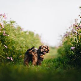Cavapoo, Cockapoo, Labradoodle, and Poodle Puppies from Heavenly Puppies to Love