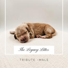 Tribute - Apricot male Goldendoodle puppy in Hollister, Missouri from Wild Acres Goldendoodles