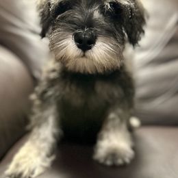 Miniature Schnauzer Puppies from Patty’s Little Pups