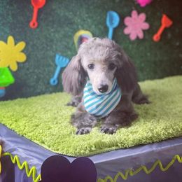 Poodle Puppies from Puppy Love 4ever