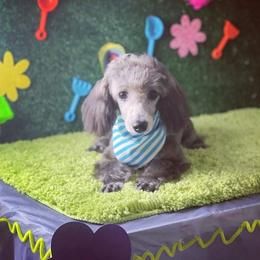 Poodle Puppies from Puppy Love 4ever