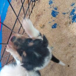 Perfect Home Needed - Black white and tan female Collie puppy in St Stephens, Wyoming from Desert Kennels