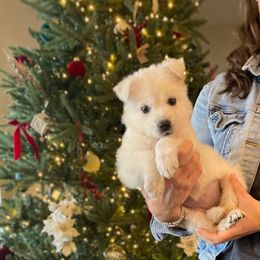 Pink Female - White female Berger Blanc Suisse puppy in Brooksville, Florida from Vom Hundhaus Shepherds