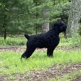 Tonks - Black Russian Terrier