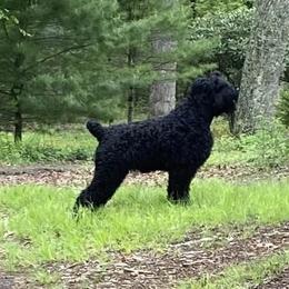 Tonks - Black Russian Terrier