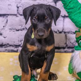 Lime Boy - Black and rust male Doberman Pinscher puppy in Shelby, North Carolina from IronBee Dobermans