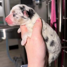 Fern - Blue merle female Australian Shepherd puppy in Anniston, Alabama from All Hale Aussies