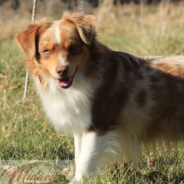 Chester - Toy Australian Shepherd