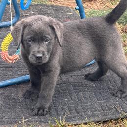 Maple (Light Pink Collar) - Charcoal female Dilute Retriever puppy in Baldwin City, Kansas from Hedge Lane Labradors