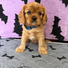 Hirono - Ruby male Cavalier King Charles Spaniel puppy in Fontana, California from Magical Cavaliers