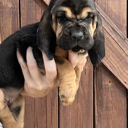 Bloodhound Puppies from Hat Creek Kennel
