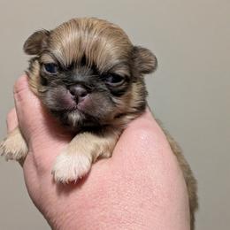 Girl 1 - Fawn sable female Pekingese puppy in Crown City, Ohio from Amy’s Lil Pekingese