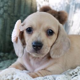 Brooke - Red female Dachshund puppy in Wakarusa, Indiana from PuppyLove Dachshunds