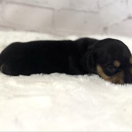 Jetta - Black and cream female Dachshund puppy in Colbert, Oklahoma from Brooke Crenshaw