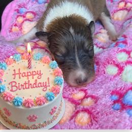 Billie - Sable and white female Collie puppy in Carencro, Louisiana from Cajun Bayou's Collies LLC
