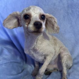 Alex - Poodle