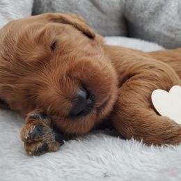 Goldendoodle Puppies from Rustic Road Doodles