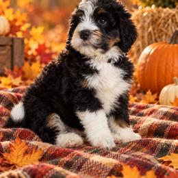 Maple - Tri-color female Bernedoodle puppy in Lakeside, California from True Joy Bernedoodles and French bulldogs