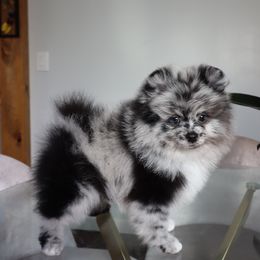 Pomeranian Puppies from Eelan’s Poms