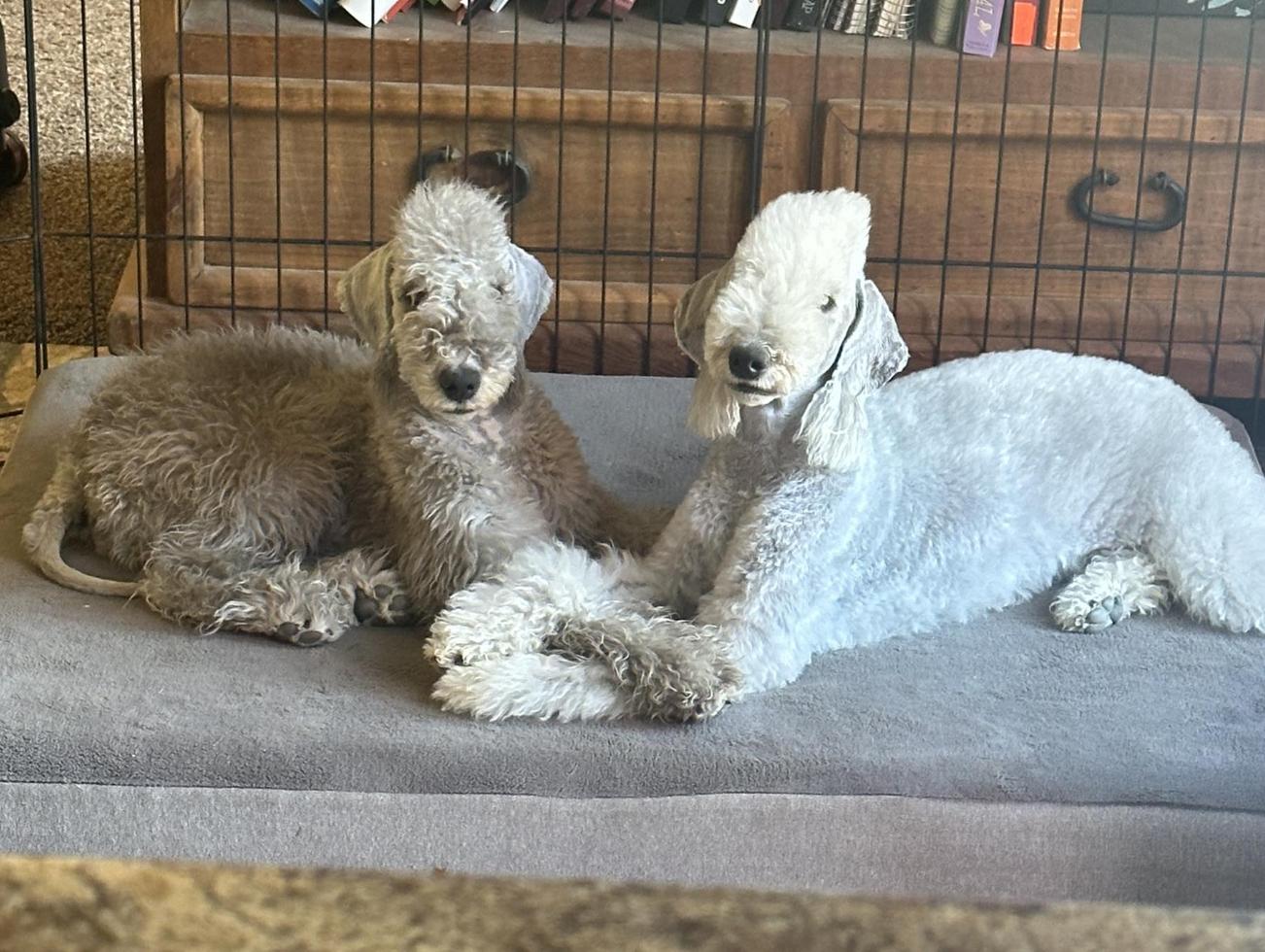 Highview Bedlingtons in Colorado Bedlington Terrier puppies Good Dog