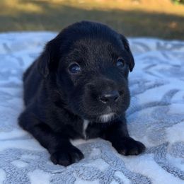 Echo - Black and white female Aussiedoodle puppy in Hempstead, Texas from Young Gun Aussies