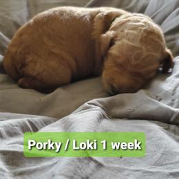 Porky/Loki - Poodle puppy in Lebanon, Ohio from Lucky's Legacy