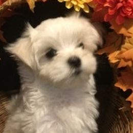 Maltese and Miniature Australian Shepherd Puppies from Tiny Dancer Li'l Ones