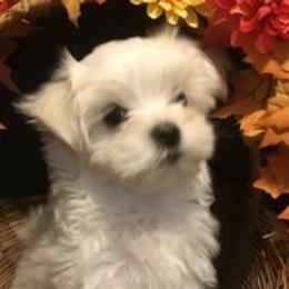 Maltese and Miniature Australian Shepherd Puppies from Tiny Dancer Li'l Ones