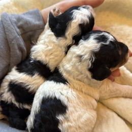 Peppermint Patty- black and white with tan points - Parti female Poodle puppy in Canfield, Ohio from Poo's Doo's & Inu's