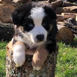 Australian Shepherd Puppies from Bear Pond Aussies