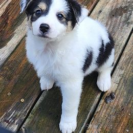 Girl 1 - Black and white female Companion Cross puppy in Utica, New York from Australian Cattle Dog Mix
