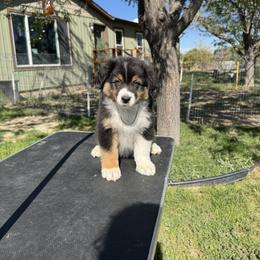 Australian Shepherd Puppies from WyoWinds Australian Shepherds