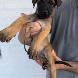 Cantor - Mahogany male Belgian Malinois puppy in Deerfield Beach, Florida from vd Hunde der neuen Äre
