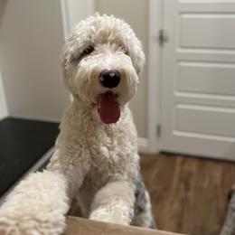 Beck - Sheepadoodle