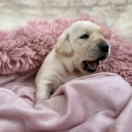 Labrador Retriever Puppies from Knotty Creek Labradors