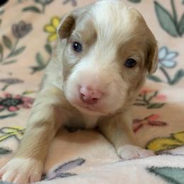 Sugar - Red merle female Miniature Australian Shepherd puppy in Ringgold, Louisiana from Barrett's Buddies