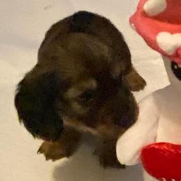 FiFi AKC full rights - Piebald female Dachshund puppy in Elizabethtown, Kentucky from Teeny Tiny Puppy Tails