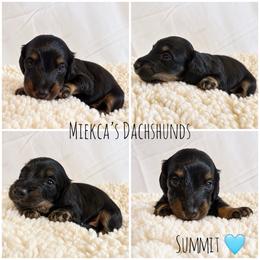 Summit - Black and tan male Dachshund puppy in Orem, Utah from Miekca’s Dachshunds