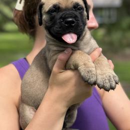 Bullmastiff Puppies from Olga Contant