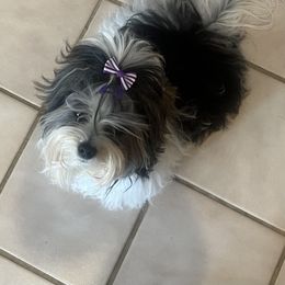 Biewer Terrier Puppies from Southern Star Biewers