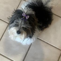 Biewer Terrier Puppies from Southern Star Biewers