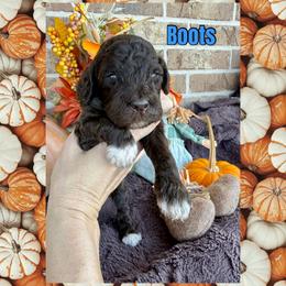 Boots - Chocolate male Goldendoodle puppy in Caddo Mills, Texas from Fire Wife Doodles