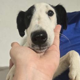 Casper - White and black male Smooth Fox Terrier puppy in Lake City, Florida from Providence Kennels