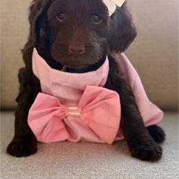 Pink Collar - Chocolate female Goldendoodle puppy in Blanchard, Oklahoma from Dream Doodles by Dondi