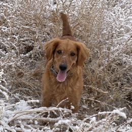 Sky - Golden Retriever