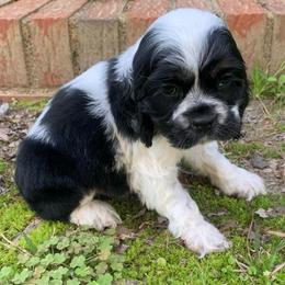 Doc - Black white and tan male Cocker Spaniel puppy in Gadsden, Alabama from Rich Cat’s
